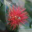 Callistemon viminalis Trauerzylinderputzer Weeping Bottle Brush.jpg