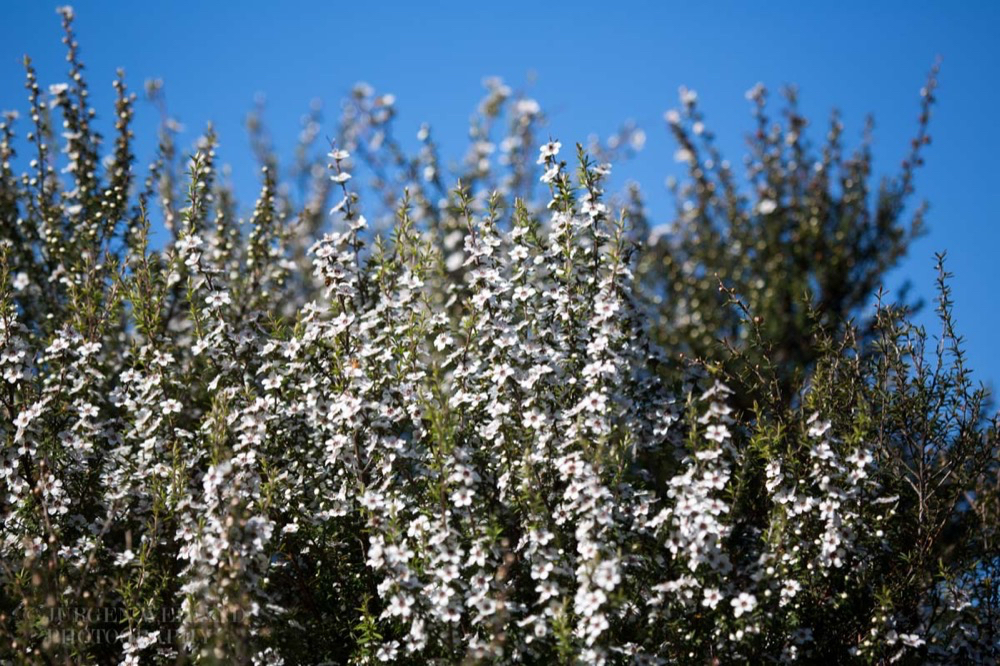 Leptospermum scoparium Manuka New Zealand Teatree 2.jpg