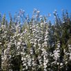 Leptospermum scoparium Manuka New Zealand Teatree 2.jpg