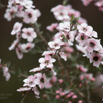 Leptospermum scoparium Manuka New Zealand Teatree.jpg