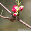 Melaleuca fulgens Myrtenheide Honey Myrtle 2.jpg