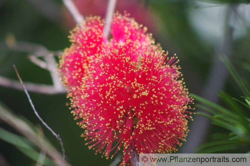 Melaleuca fulgens Myrtenheide Honey Myrtle 3.jpg