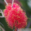 Melaleuca fulgens Myrtenheide Honey Myrtle 3.jpg