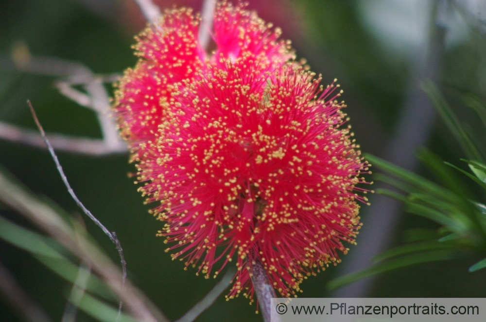 Melaleuca fulgens Myrtenheide Honey Myrtle.jpg