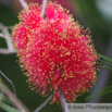 Melaleuca fulgens Myrtenheide Honey Myrtle.jpg