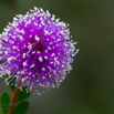 Melaleuca nesophila Bunte Myrtenheide Pink Melaleuca.jpg