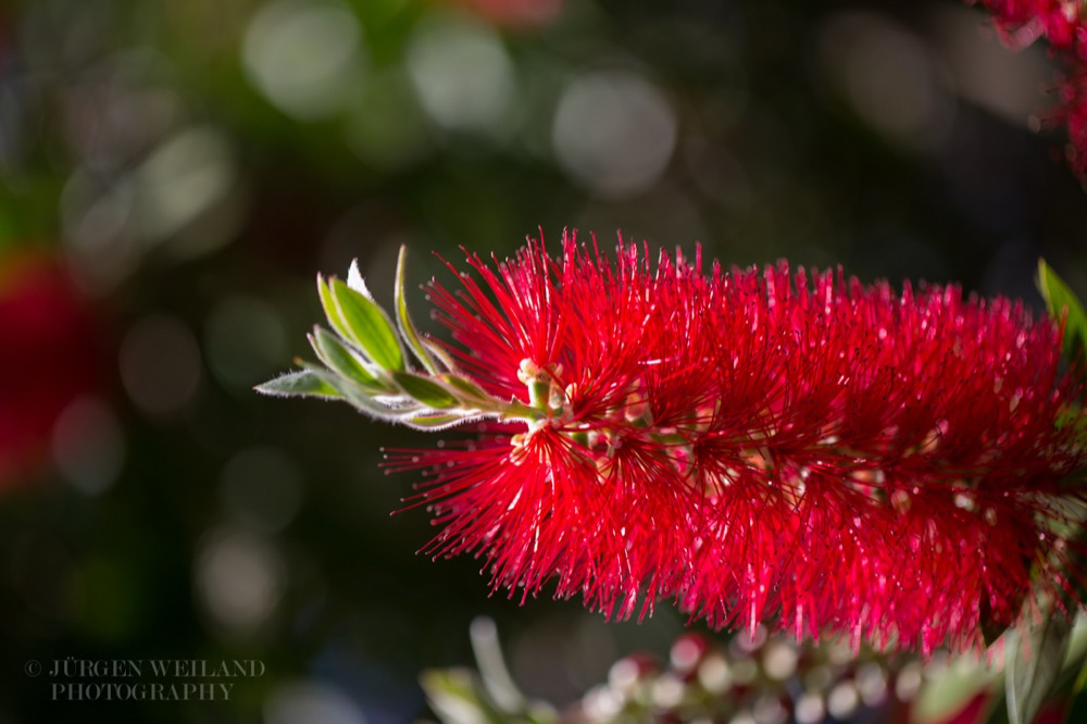 Metrosideros excelsa Pohutukawa.jpg