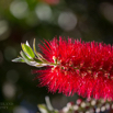 Metrosideros excelsa Pohutukawa.jpg