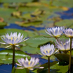 Nymphae nochali Blue star water lily 2.jpg