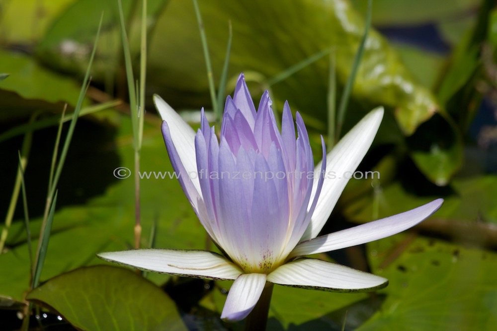 Nymphae nochali Blue star water lily.jpg