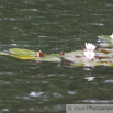 Nymphaea alba Seerose_Wasserrose White Water Lily.jpg