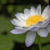 Nymphaea gigantea Australische Seerose Water Lily 2.jpg