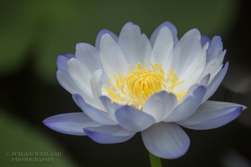 Nymphaea gigantea Australische Seerose Water Lily.jpg