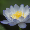 Nymphaea gigantea Australische Seerose Water Lily.jpg