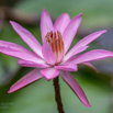 Nymphaea stellata var rosea.jpg