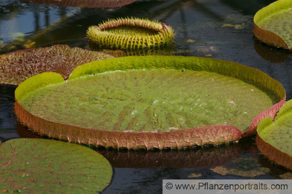 Victoria Riesenseerose Giant Waterlily.jpg