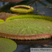 Victoria Riesenseerose Giant Waterlily.jpg