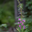 Epilobium angustifolium Schmalblaettriges Weidenroeschen Rosebay Willowherb 2 4.jpg