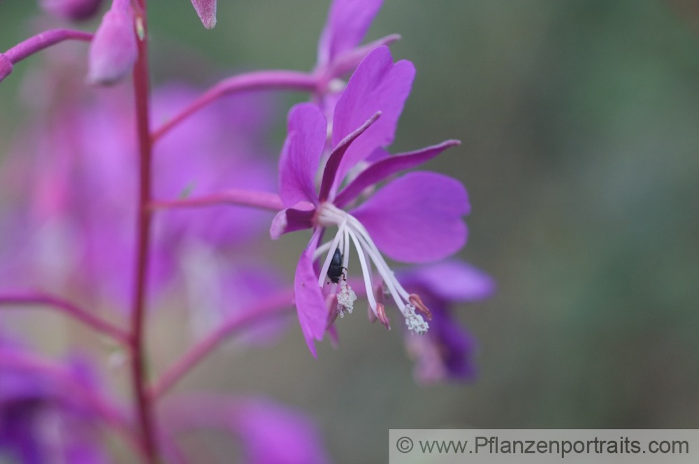 Epilobium angustifolium Schmalblaettriges Weidenroeschen Rosebay Willowherb 2.jpg