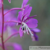 Epilobium angustifolium Schmalblaettriges Weidenroeschen Rosebay Willowherb 2.jpg