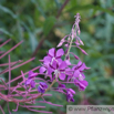 Epilobium angustifolium Schmalblaettriges Weidenroeschen Rosebay Willowherb 3.jpg