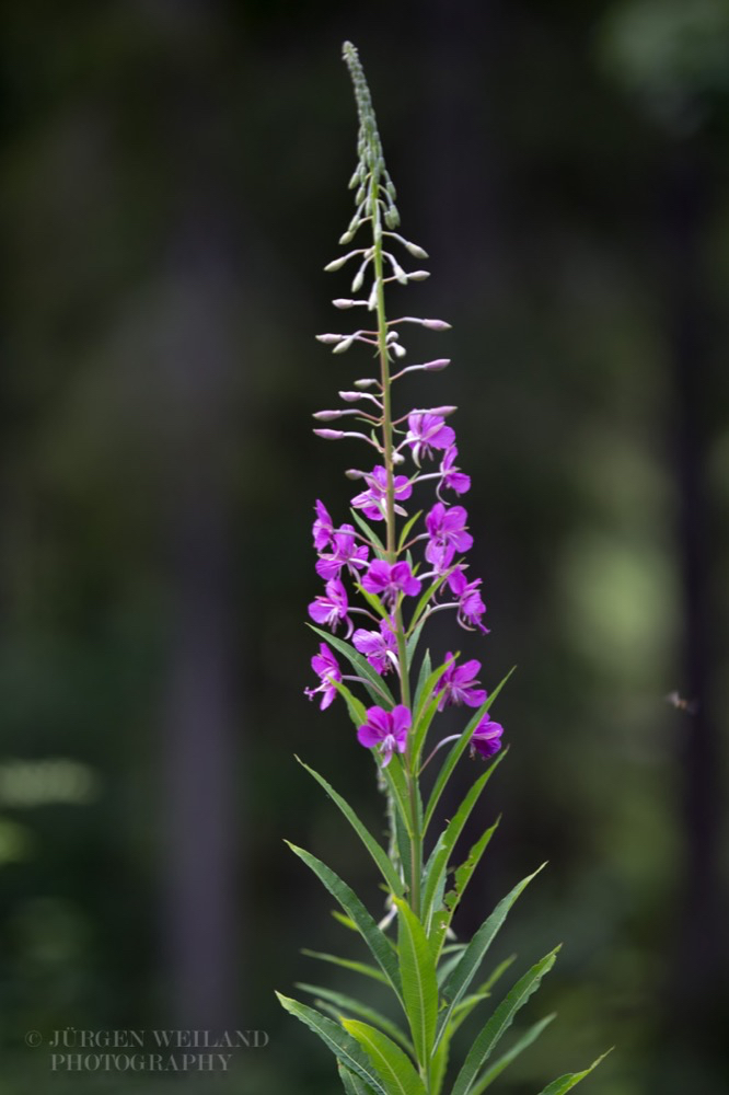 Epilobium angustifolium Schmalblaettriges Weidenroeschen Rosebay Willowherb.jpg