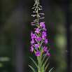 Epilobium angustifolium Schmalblaettriges Weidenroeschen Rosebay Willowherb.jpg