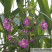 Epilobium hirsutum Rauhhaariges Weidenroeschen Willowherb._1.jpg