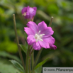 Epilobium hirsutum Rauhhaariges Weidenroeschen Willowherb.jpg