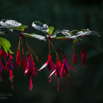 Fuchsia regia.jpg