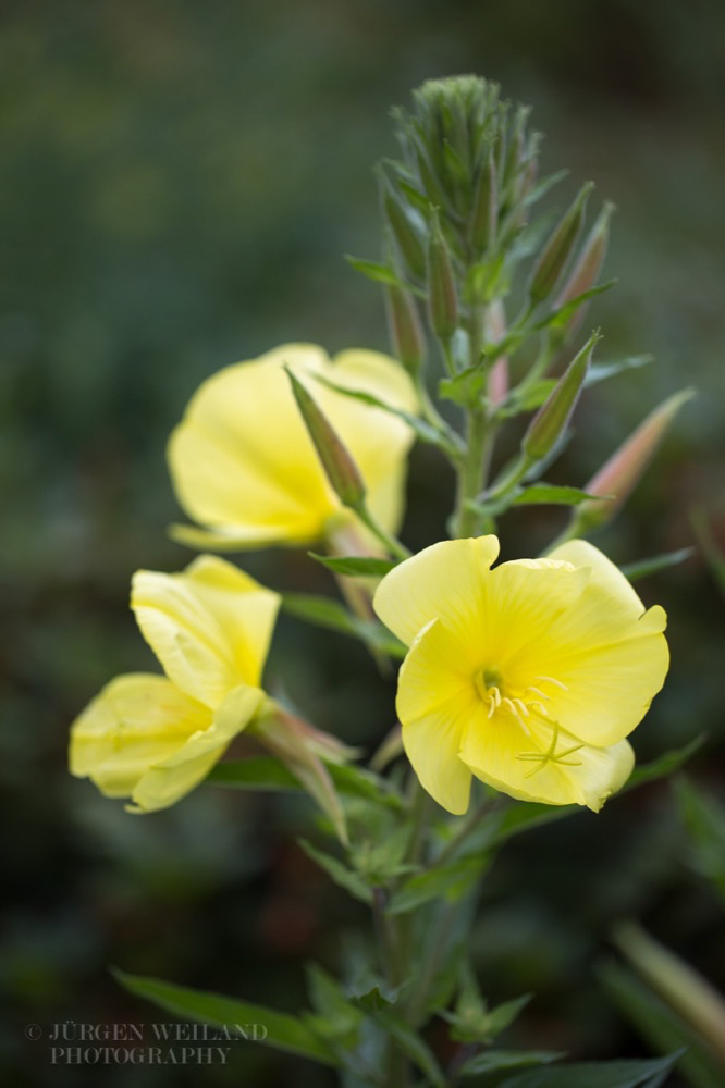 Oenothera biennis Gewöhnliche Nachtkerze Common Evening Primrose.jpg