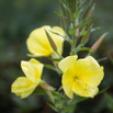 Oenothera biennis Gewöhnliche Nachtkerze Common Evening Primrose.jpg