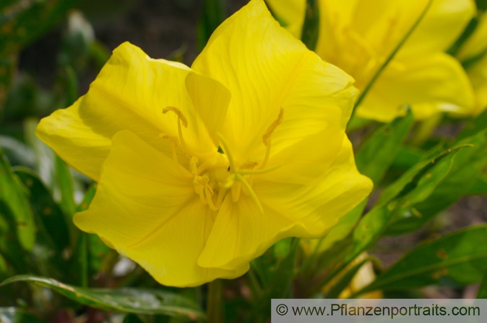 Oenothera macrocarpa Missouri Nachtkerze Missouri Evening Primrose 2.jpg