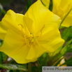 Oenothera macrocarpa Missouri Nachtkerze Missouri Evening Primrose 2.jpg