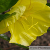 Oenothera macrocarpa Missouri Nachtkerze Missouri Evening Primrose.jpg