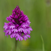 Anacamptis pyramidalis Pyramiden-Hundswurz - Pyramidal Orchid.jpg