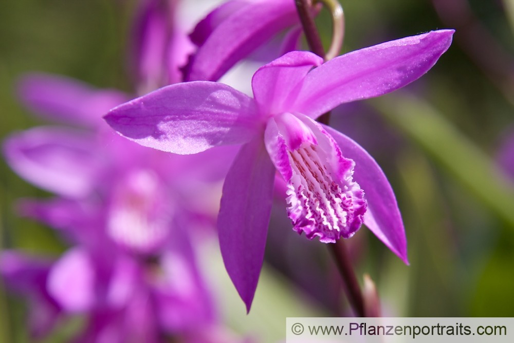 Bletilla striata.jpg