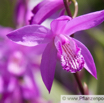 Bletilla striata.jpg