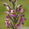 Brachycorythis ovata_2.jpg