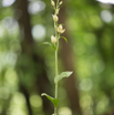 Cephalanthera damasonium Weisses Waldvoegelein White Helleborine 2.jpg