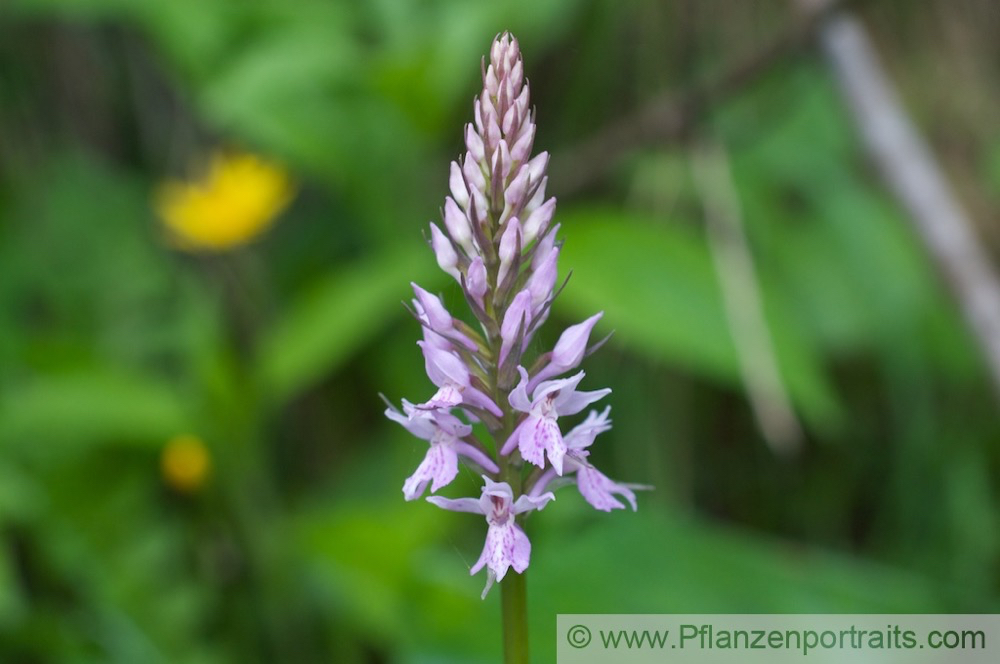 Dactylorhiza fuchsii Fuchs Knabenkraut Common Spotted Orchid. 3.jpg