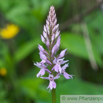 Dactylorhiza fuchsii Fuchs Knabenkraut Common Spotted Orchid. 3.jpg