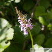 Dactylorhiza fuchsii Fuchs Knabenkraut Common Spotted Orchid. 4.jpg