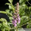 Dactylorhiza fuchsii Fuchs Knabenkraut Common Spotted Orchid. 5.jpg