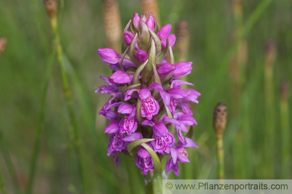 Dactylorhiza incarnata Fleischfarbiges Knabenkraut Early Marsh Orchid 2.jpg