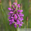 Dactylorhiza incarnata Fleischfarbiges Knabenkraut Early Marsh Orchid 2.jpg