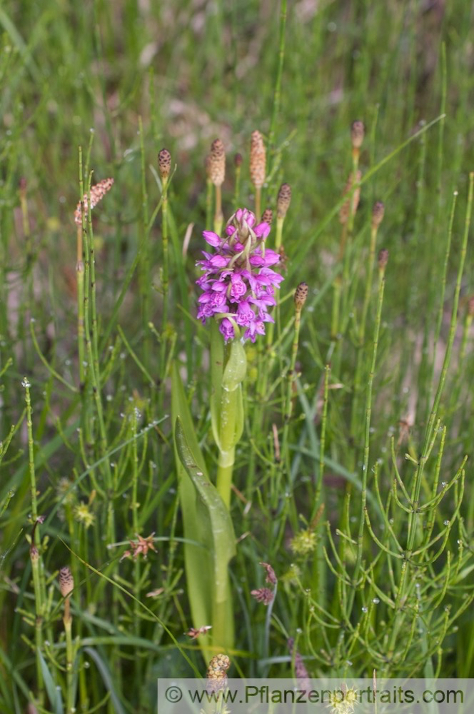 Dactylorhiza incarnata Fleischfarbiges Knabenkraut Early Marsh Orchid 3.jpg