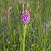 Dactylorhiza incarnata Fleischfarbiges Knabenkraut Early Marsh Orchid 3.jpg