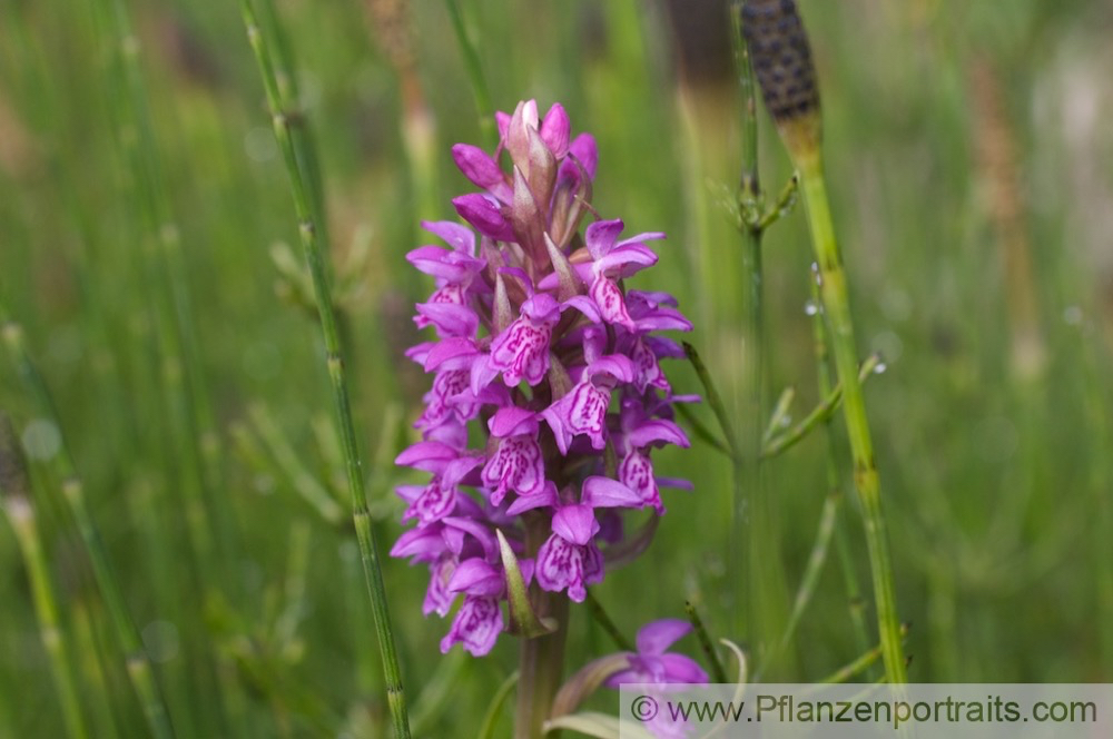 Dactylorhiza incarnata Fleischfarbiges Knabenkraut Early Marsh Orchid.jpg