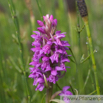 Dactylorhiza incarnata Fleischfarbiges Knabenkraut Early Marsh Orchid.jpg